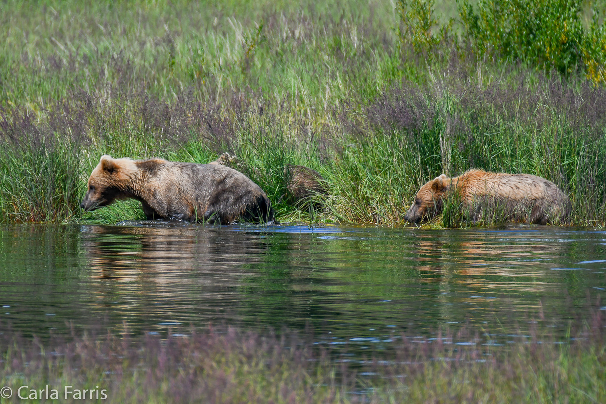 132 & Family (3 cubs)