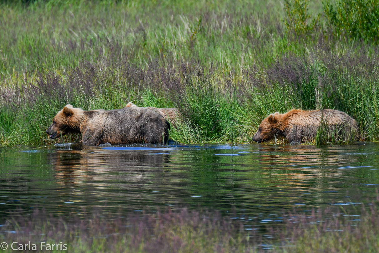 132 & Family (3 cubs)