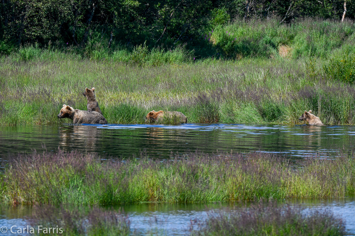 132 & Family (3 cubs)