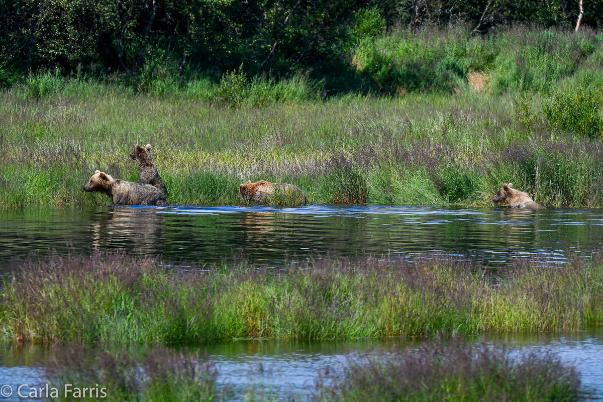 132 & Family (3 cubs)