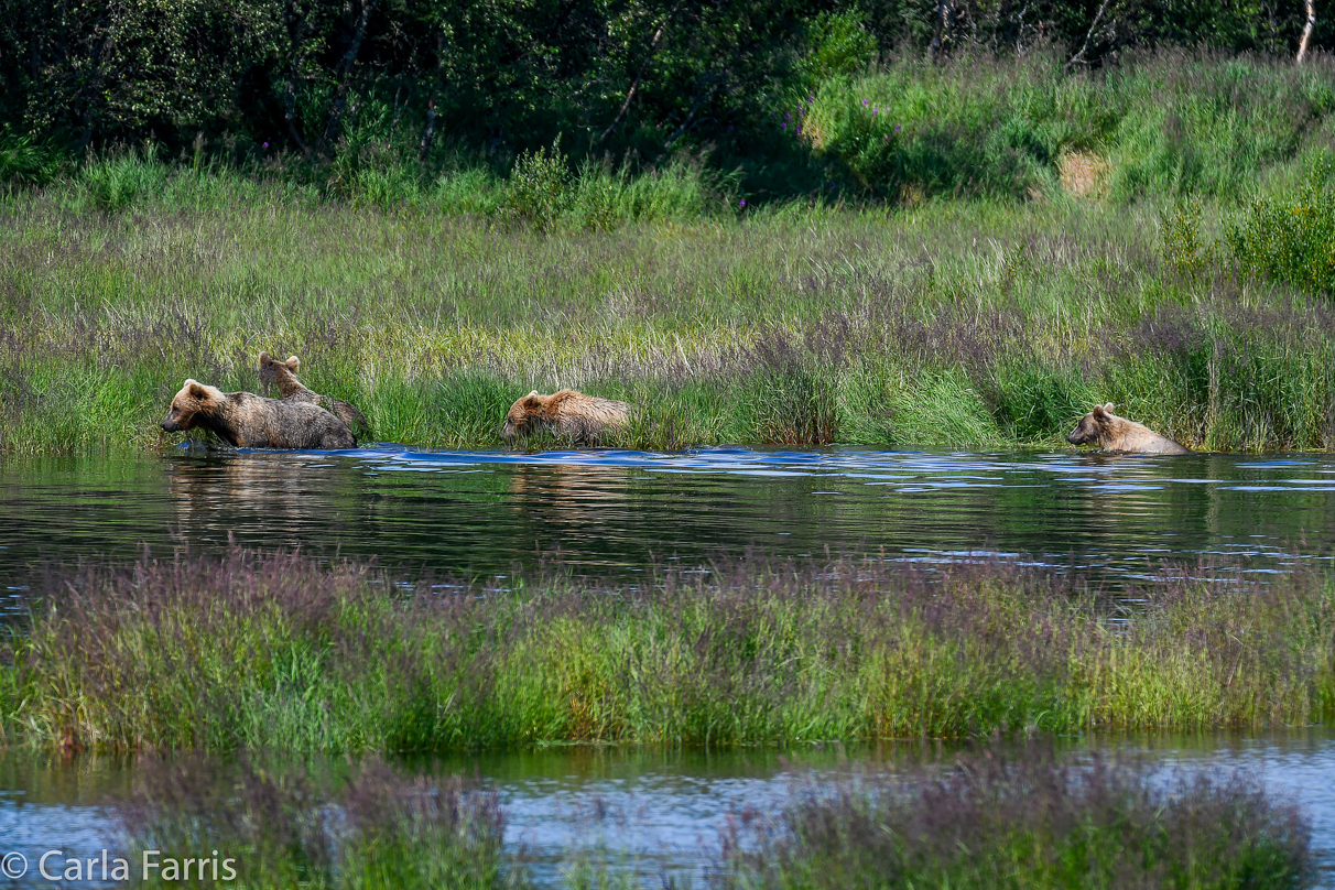 132 & Family (3 cubs)