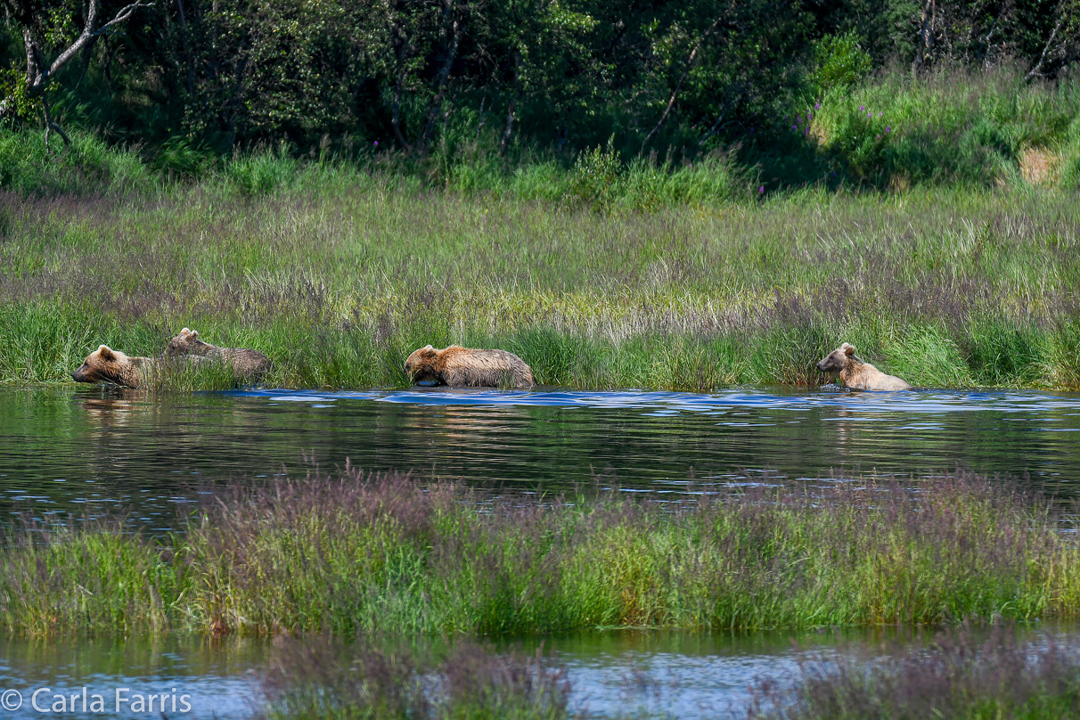 132 & Family (3 cubs)