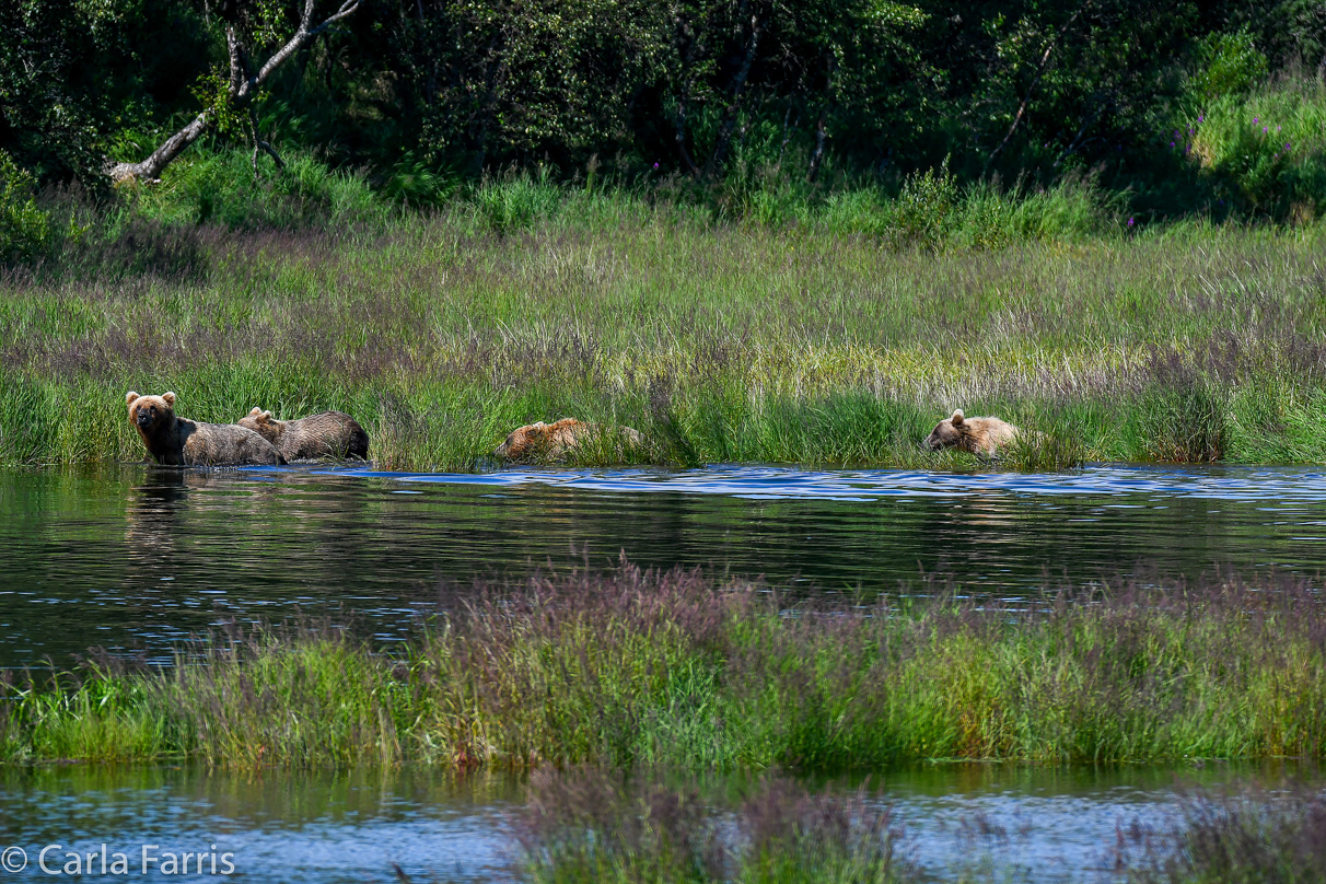 132 & Family (3 cubs)