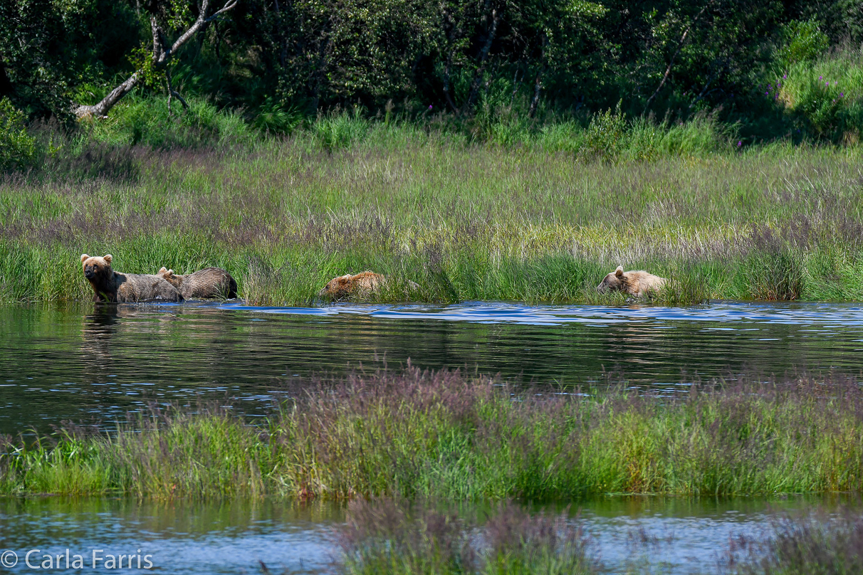 132 & Family (3 cubs)