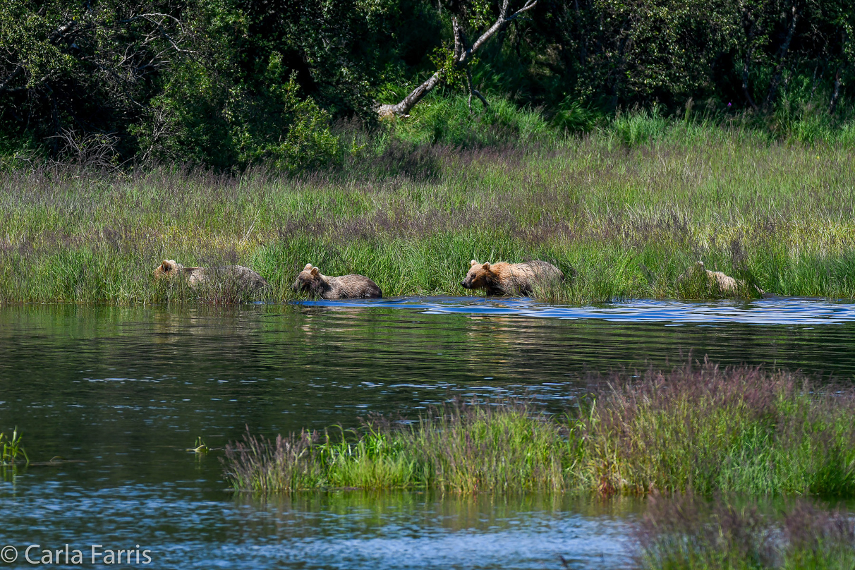 132 & Family (3 cubs)