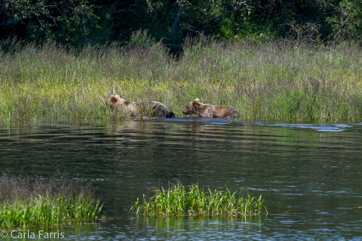 132 & Family (3 cubs)