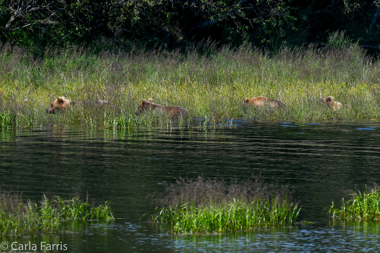 132 & Family (3 cubs)