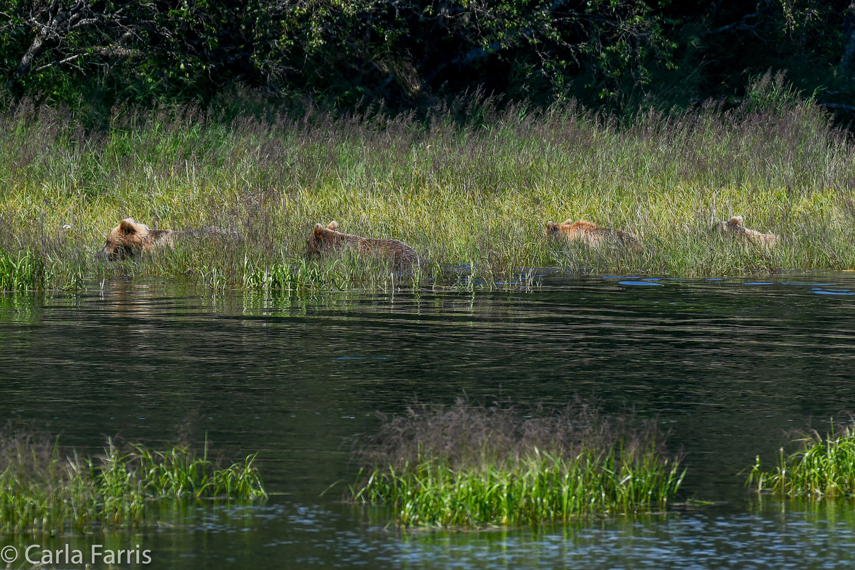 132 & Family (3 cubs)