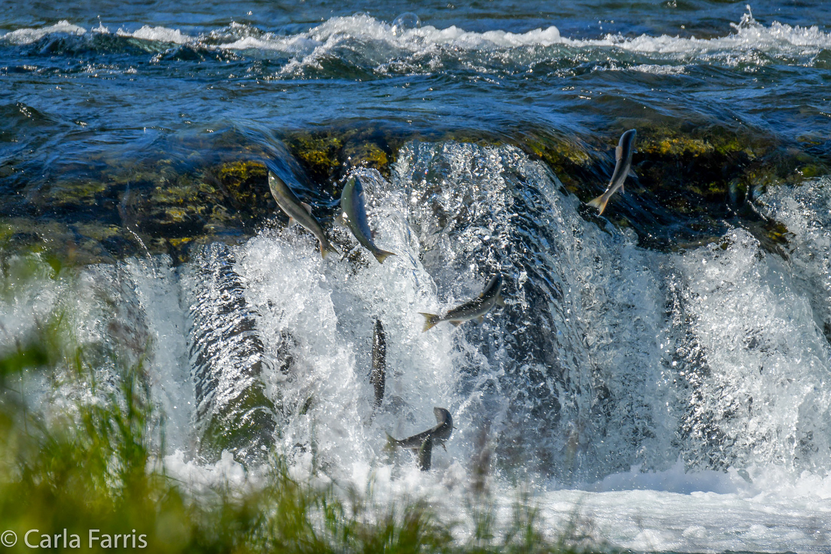 Salmon Jumping the Falls