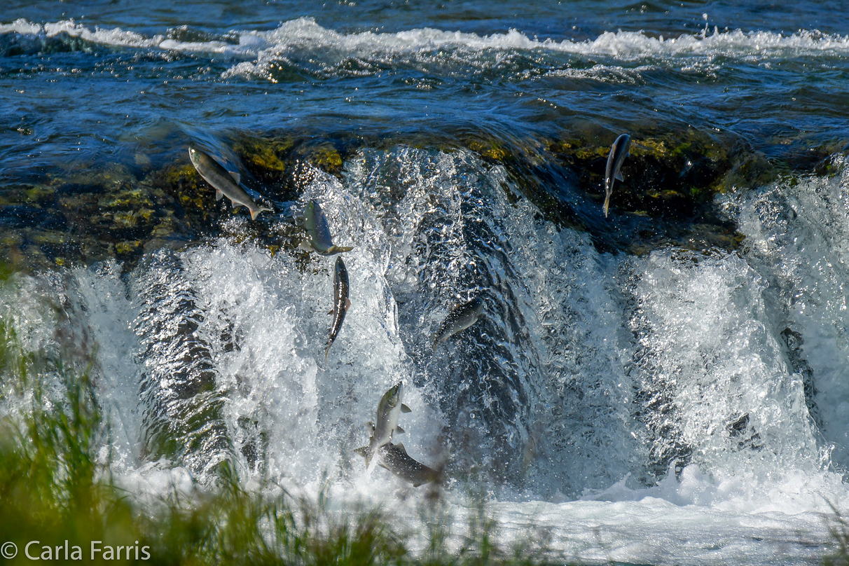 Salmon Jumping the Falls