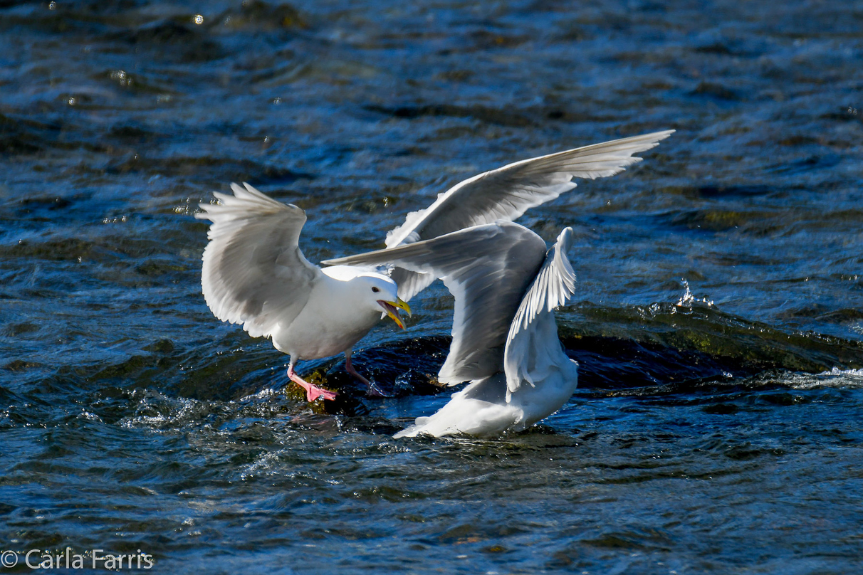 Gulls Feeding on Salmon