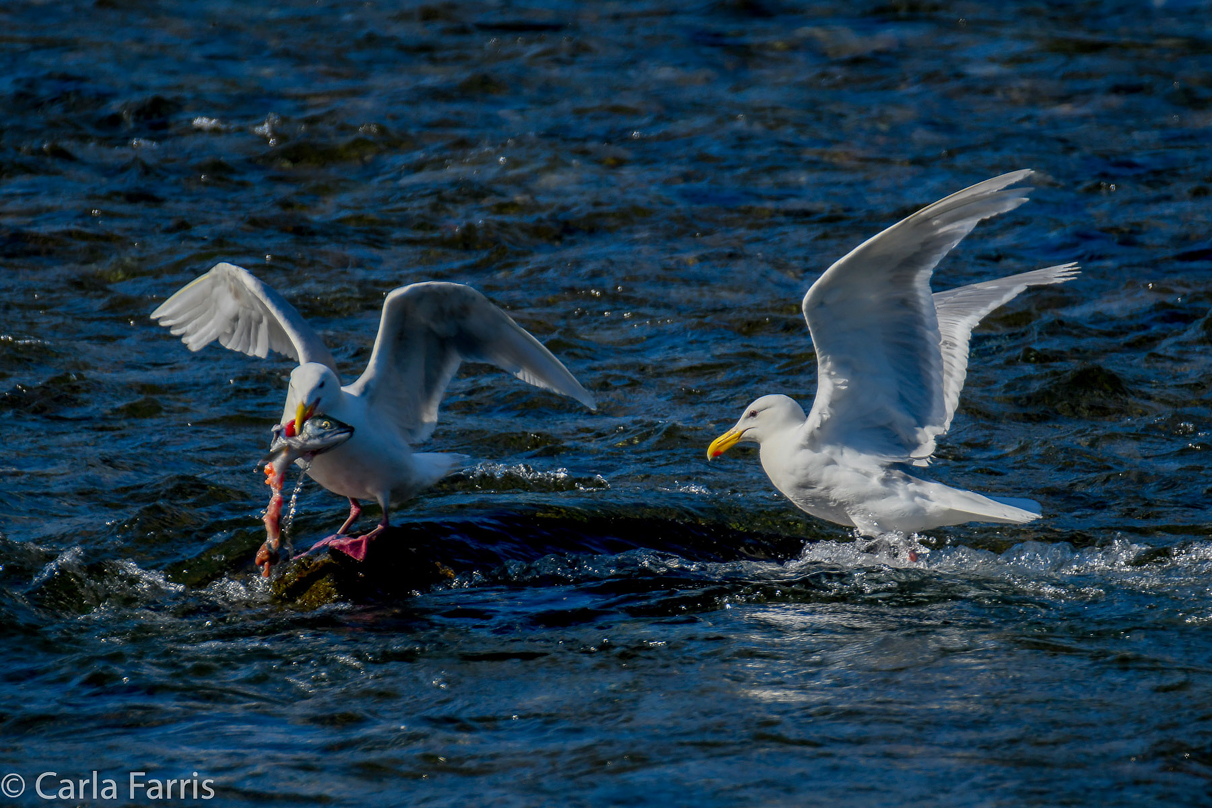 Gulls Feeding on Salmon