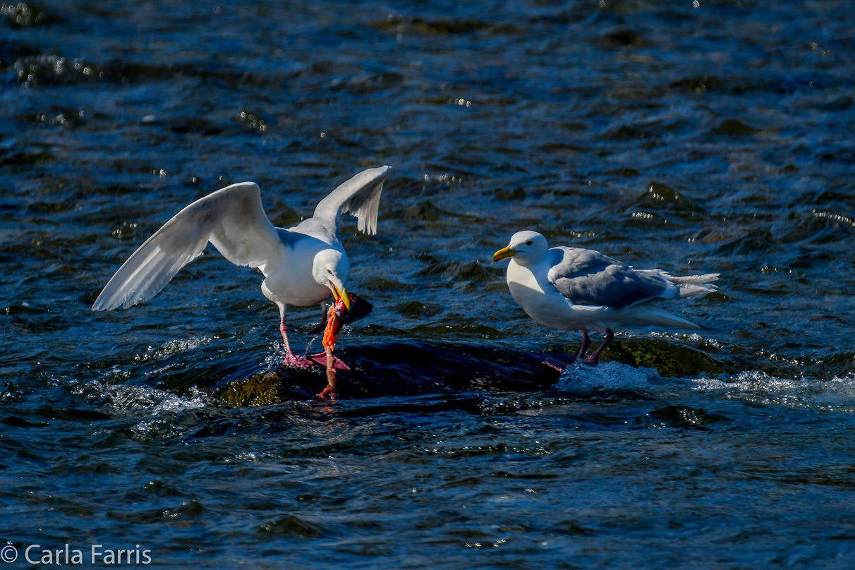 Gulls Feeding on Salmon