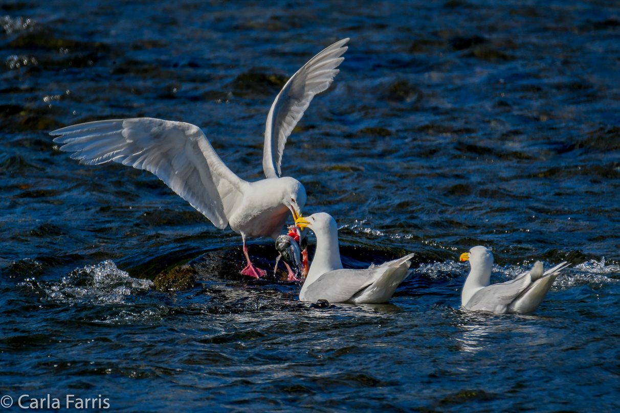 Gulls Feeding on Salmon