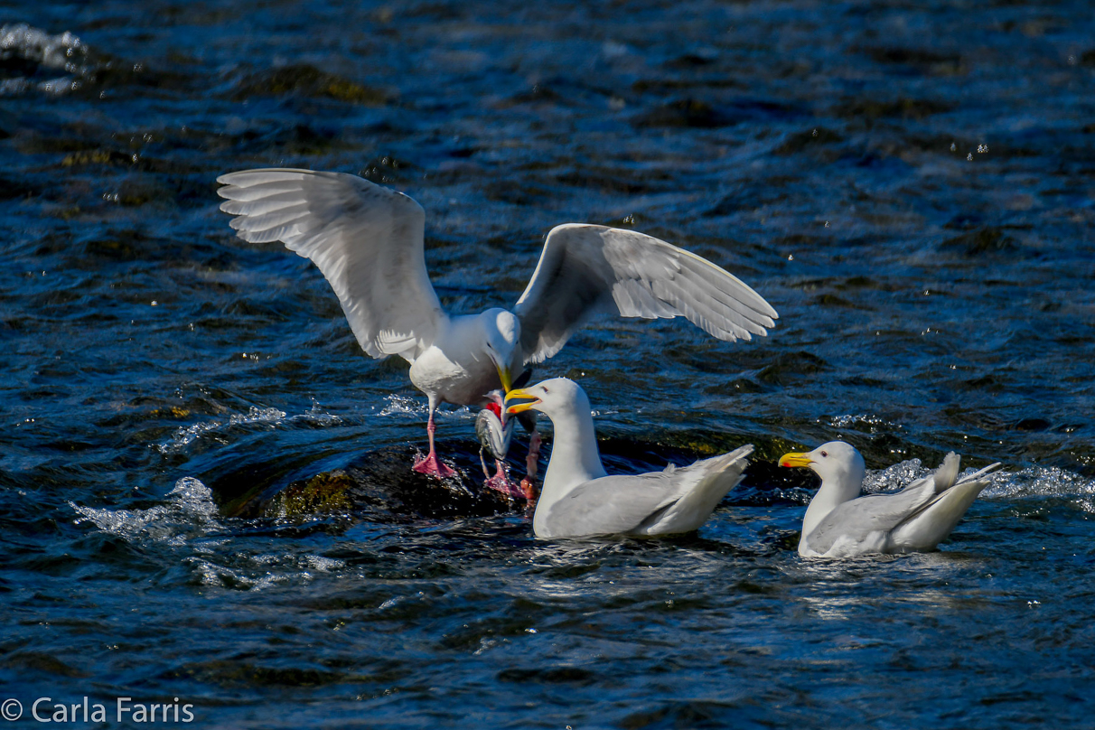 Gulls Feeding on Salmon