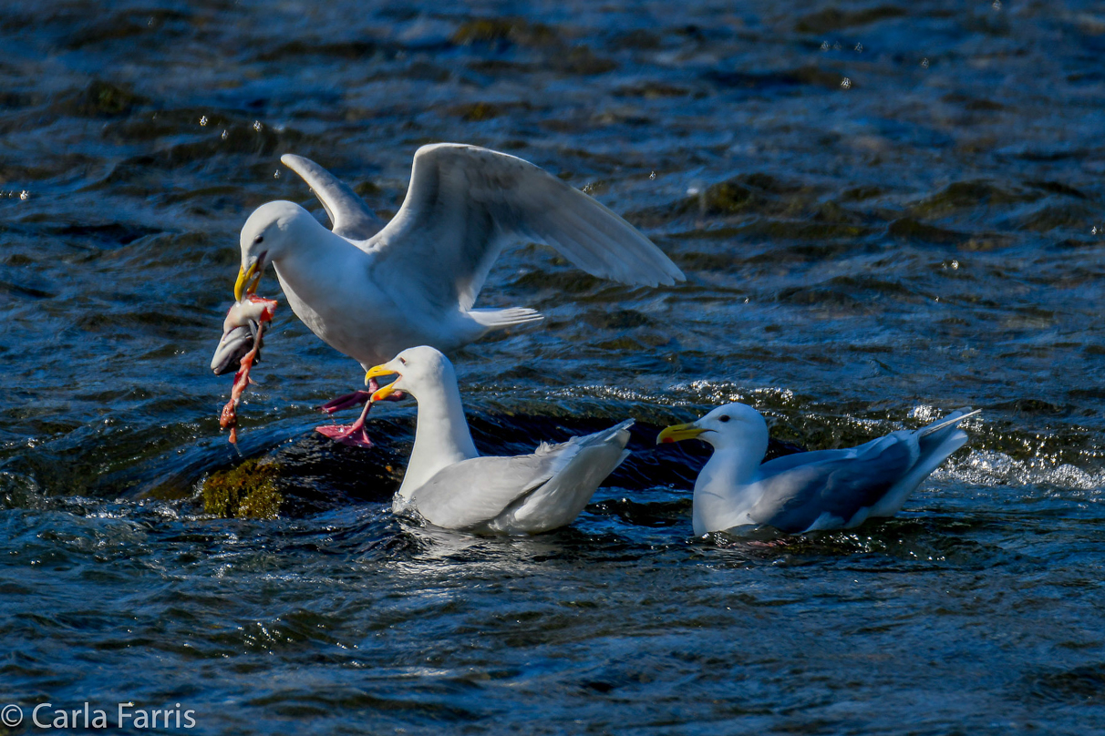 Gulls Feeding on Salmon