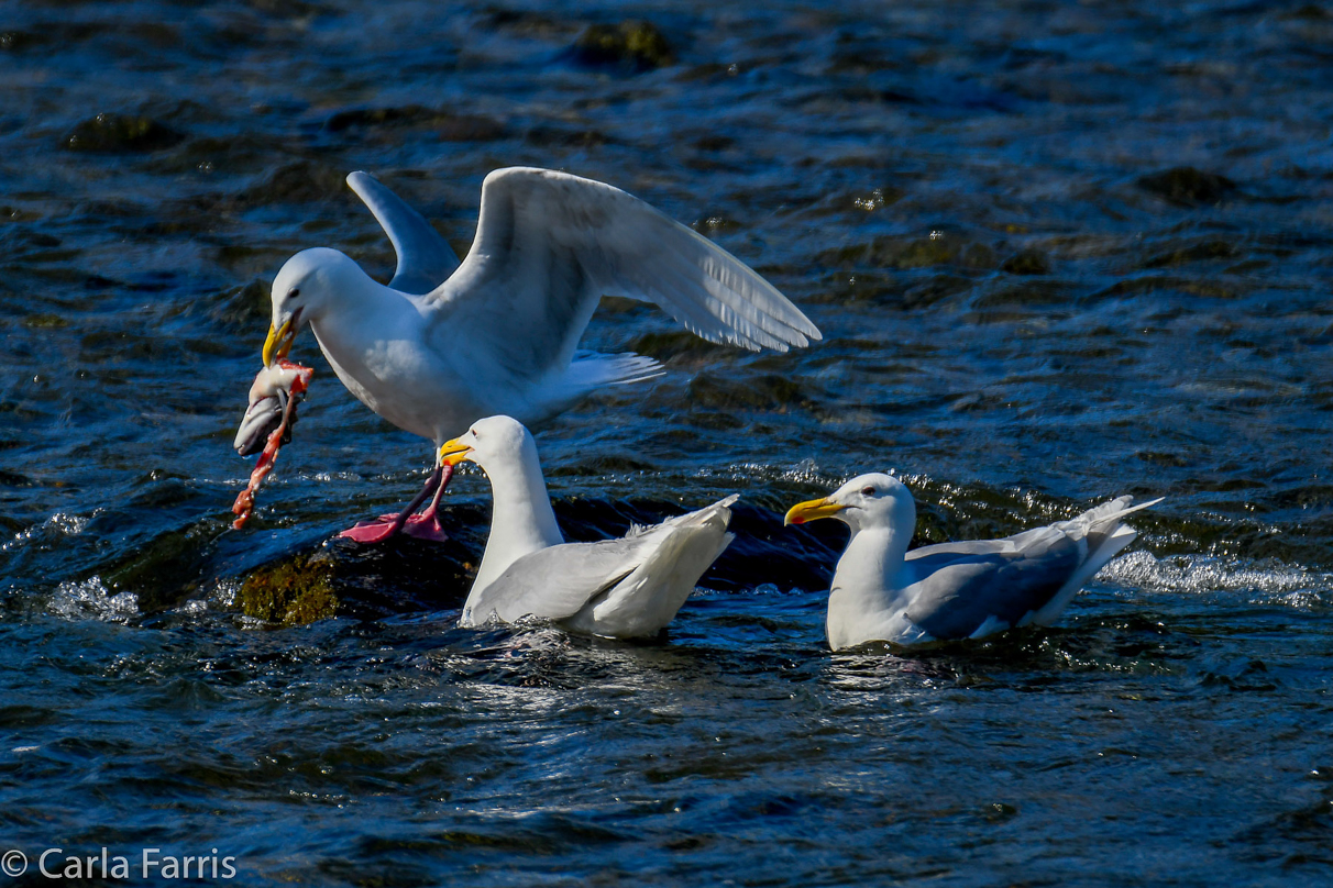 Gulls Feeding on Salmon