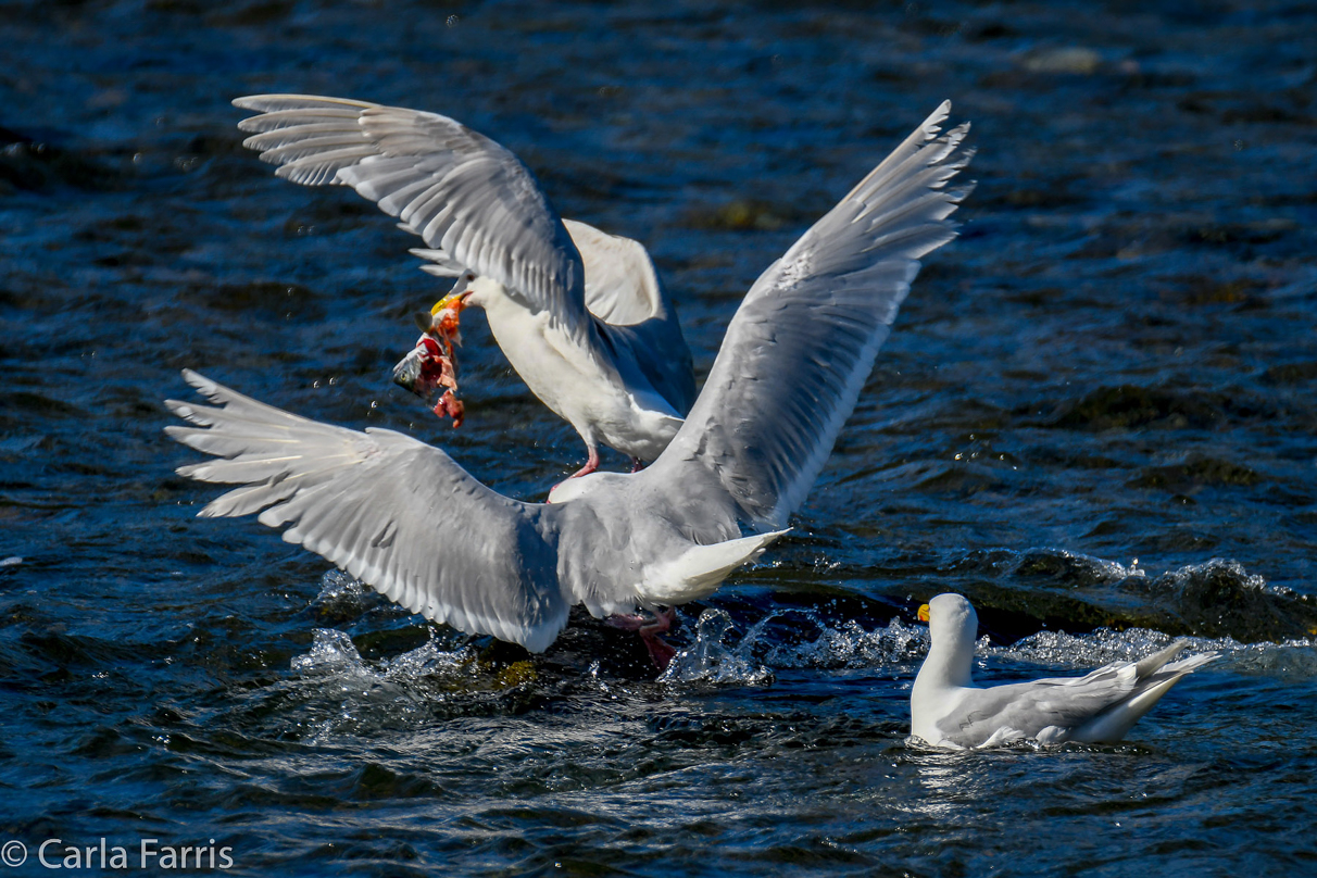 Gulls Feeding on Salmon