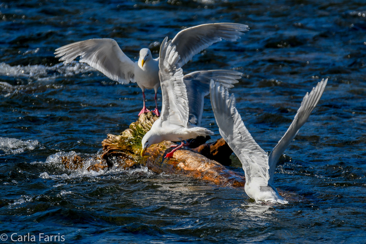 Gulls Feeding on Salmon