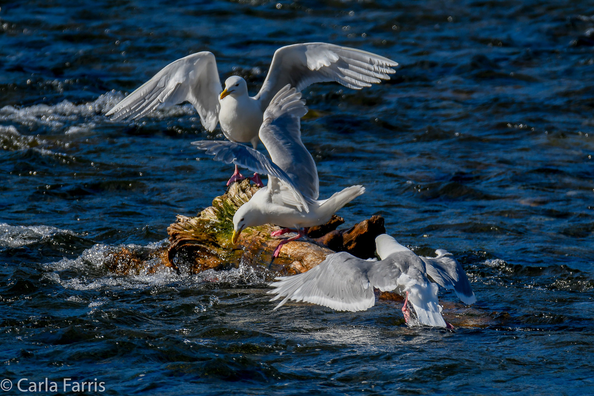 Gulls Feeding on Salmon