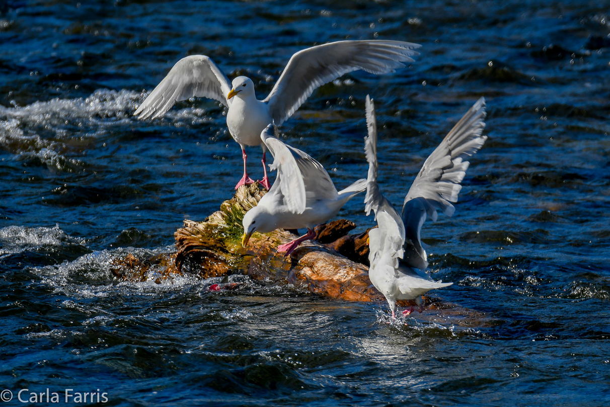 Gulls Feeding on Salmon