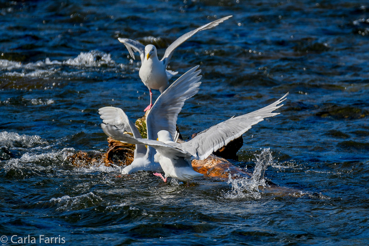 Gulls Feeding on Salmon