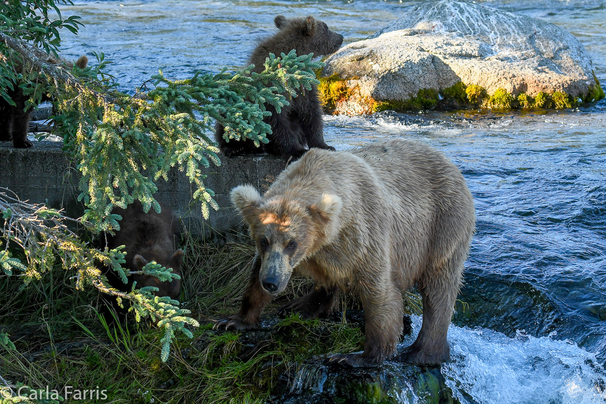 Grazer (128) & cubs