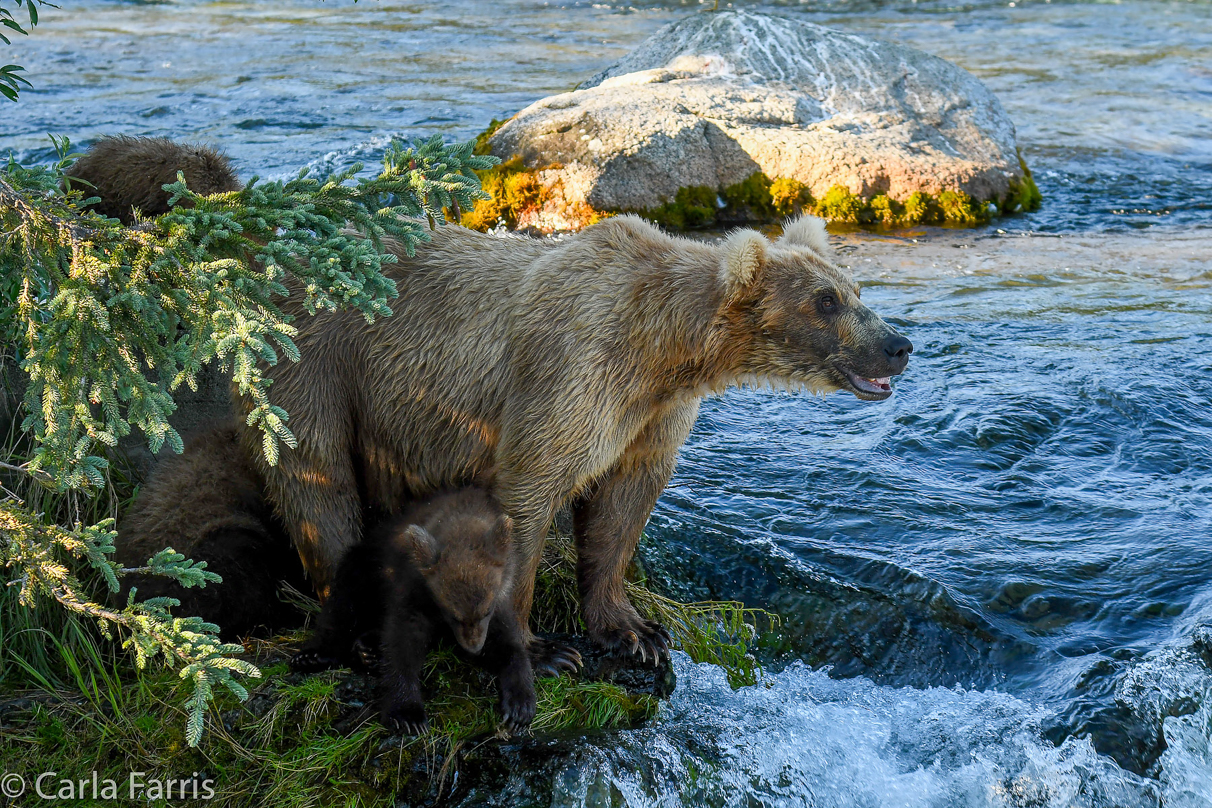 Grazer (128) & cubs