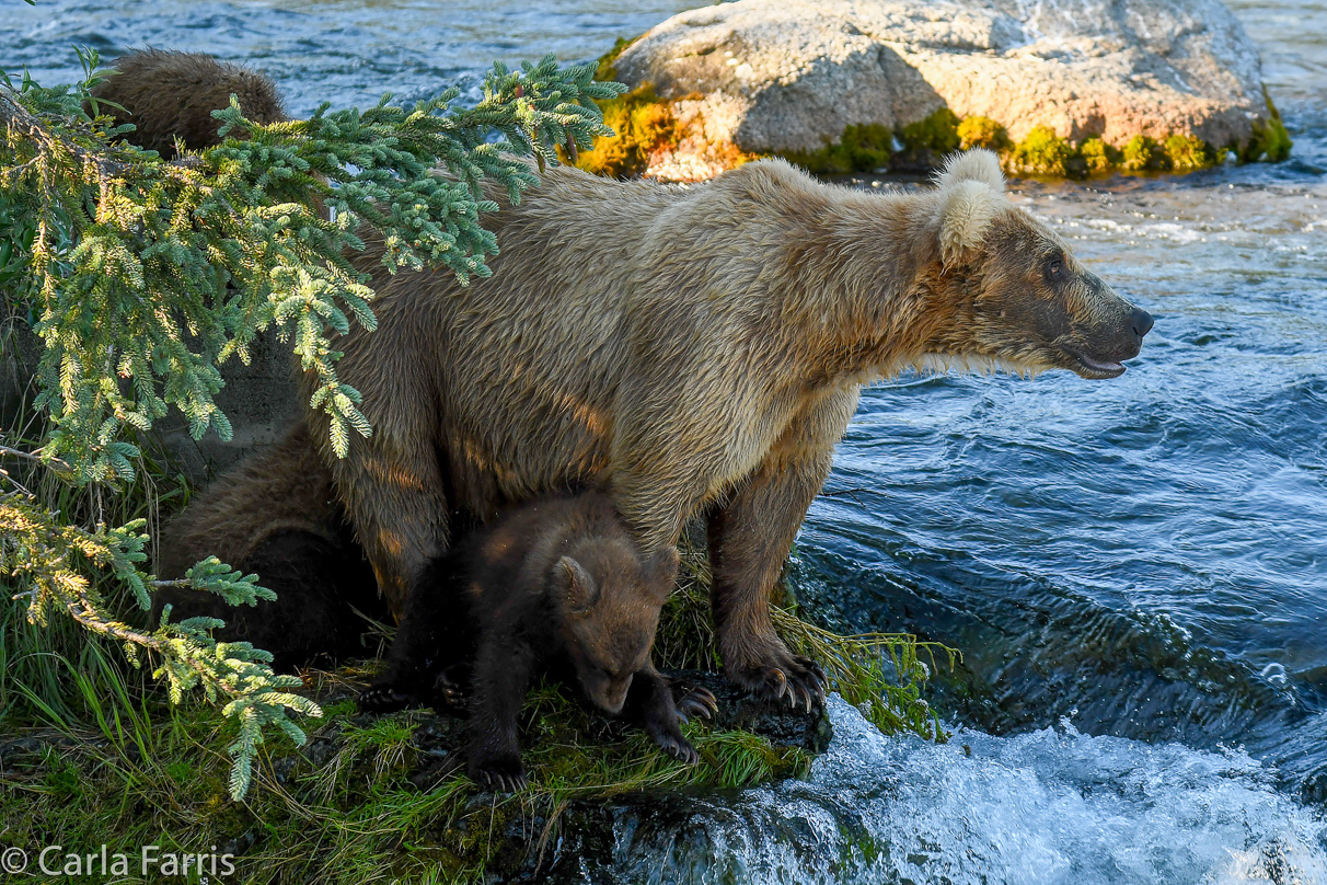 Grazer (128) & cubs