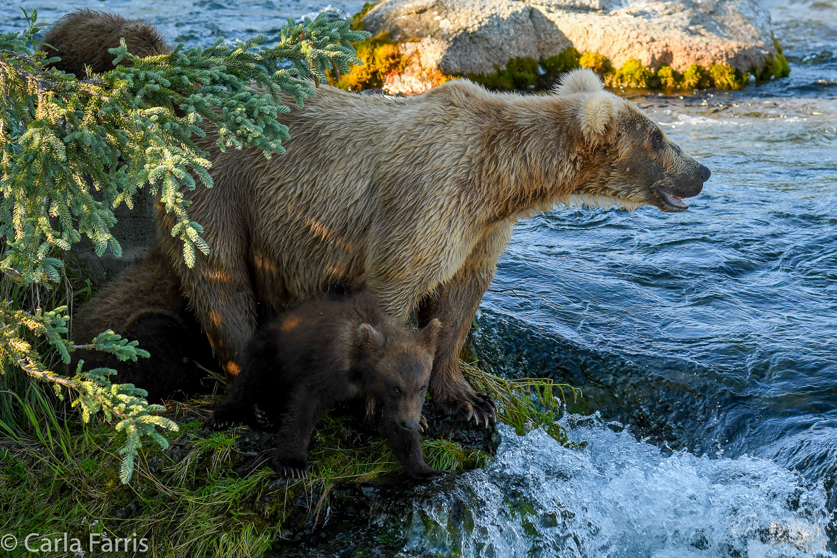 Grazer (128) & cubs