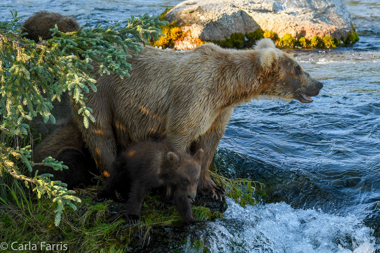 Grazer (128) & cubs