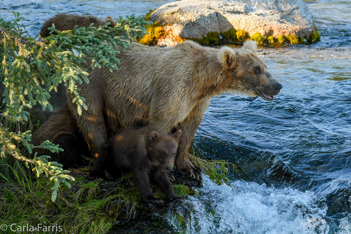 Grazer (128) & cubs