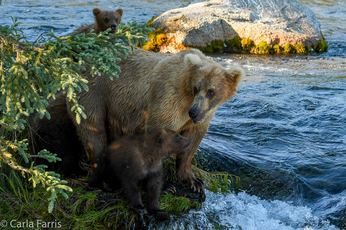 Grazer (128) & cubs