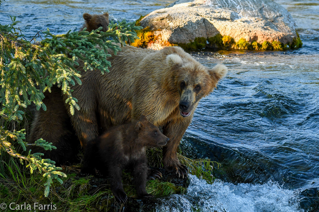 Grazer (128) & cubs