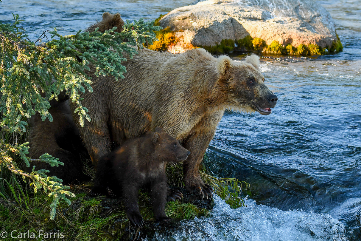 Grazer (128) & cubs