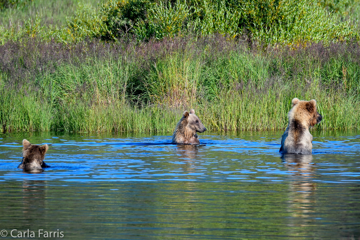 132 & Family (3-2.5 yr old cubs)