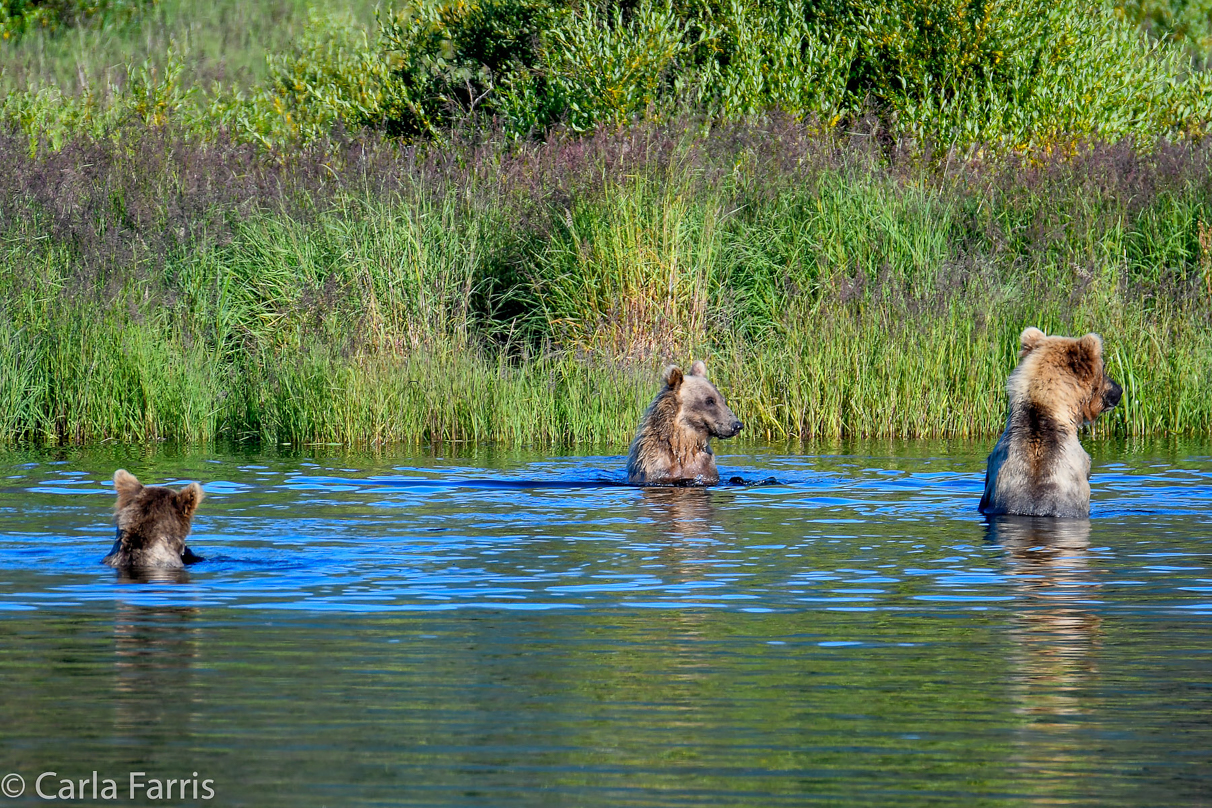 132 & Family (3-2.5 yr old cubs)