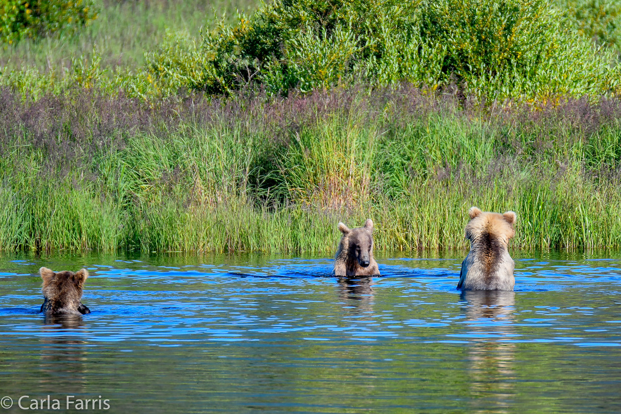 132 & Family (3-2.5 yr old cubs)