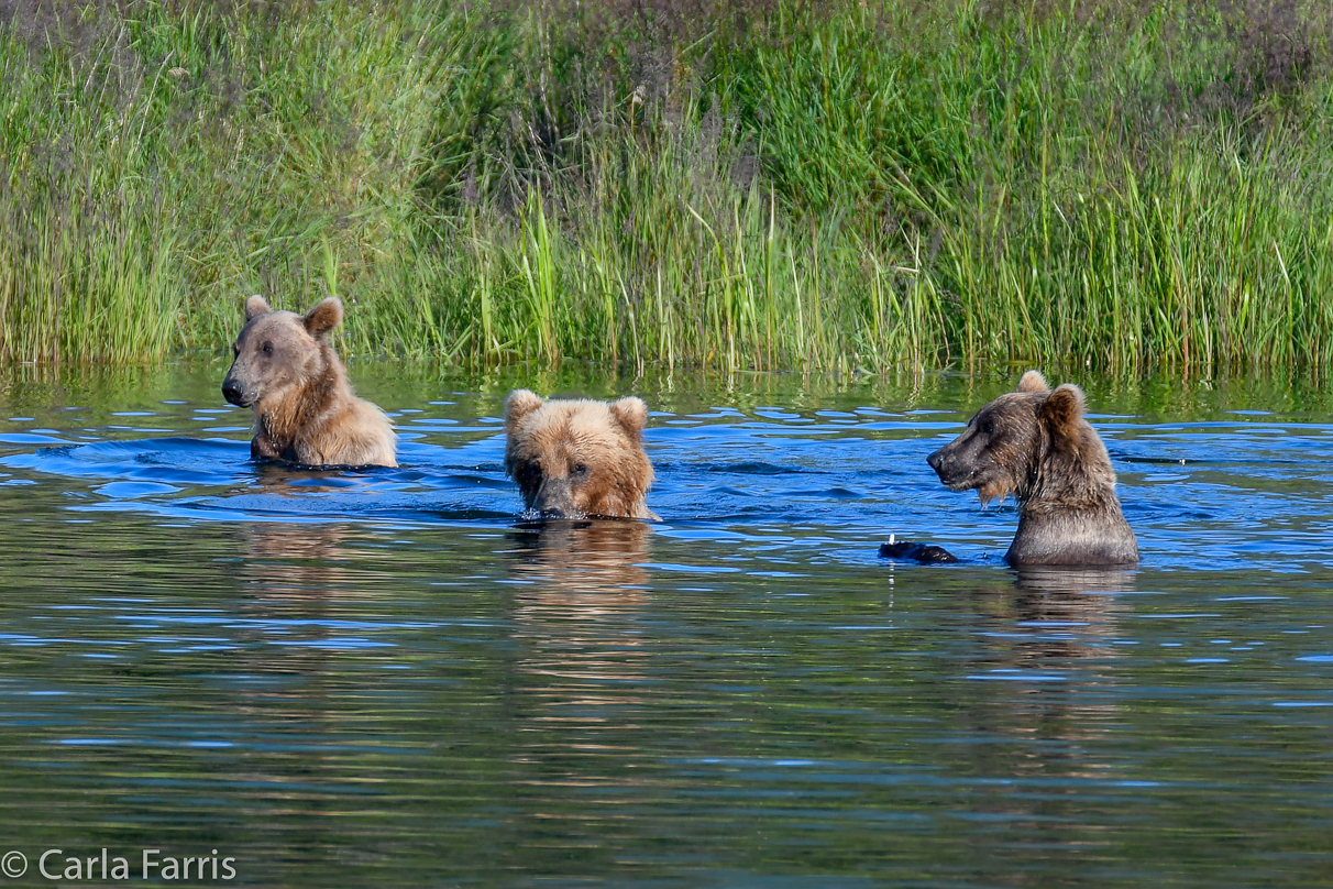 132 & Family (3-2.5 yr old cubs)