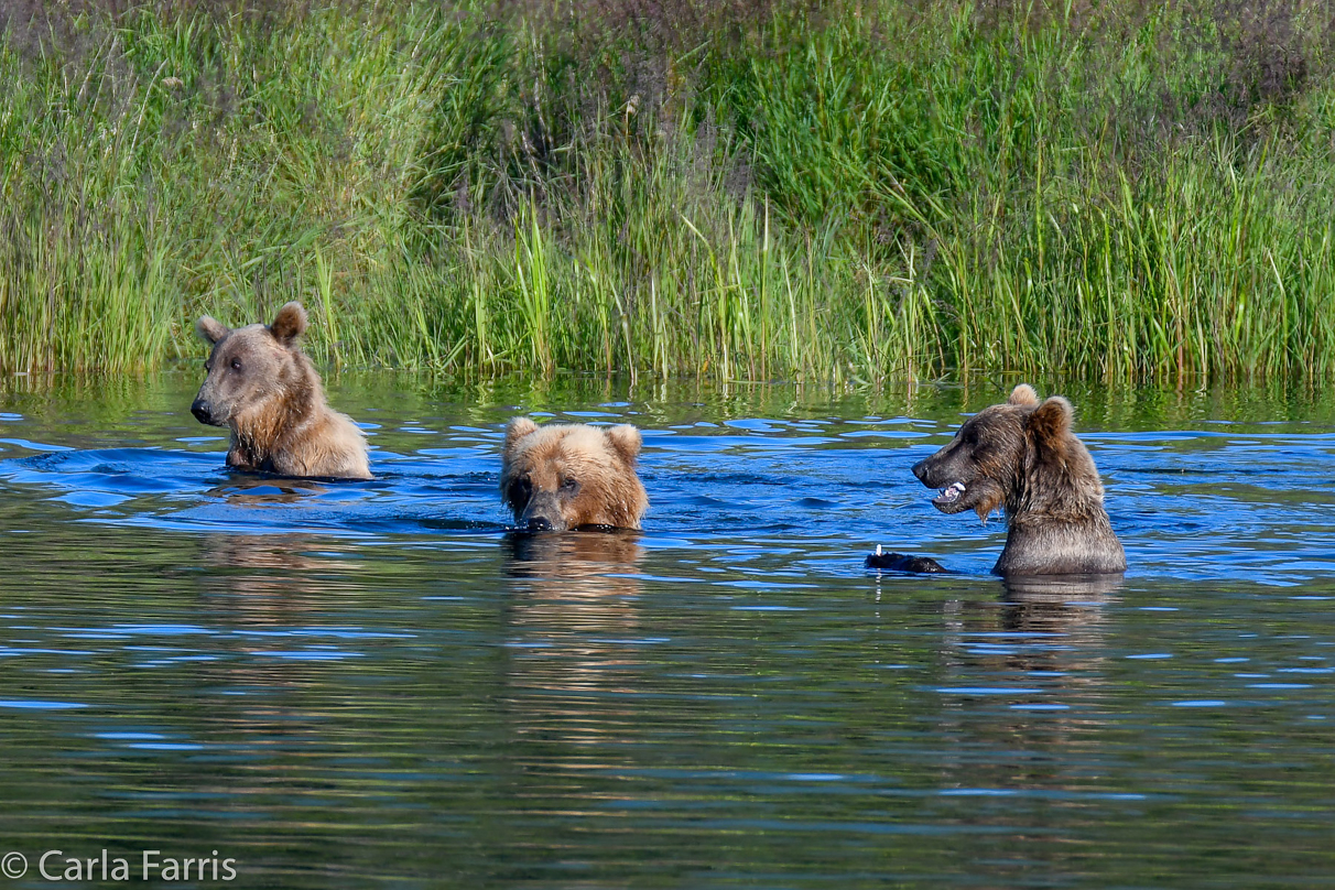 132 & Family (3-2.5 yr old cubs)