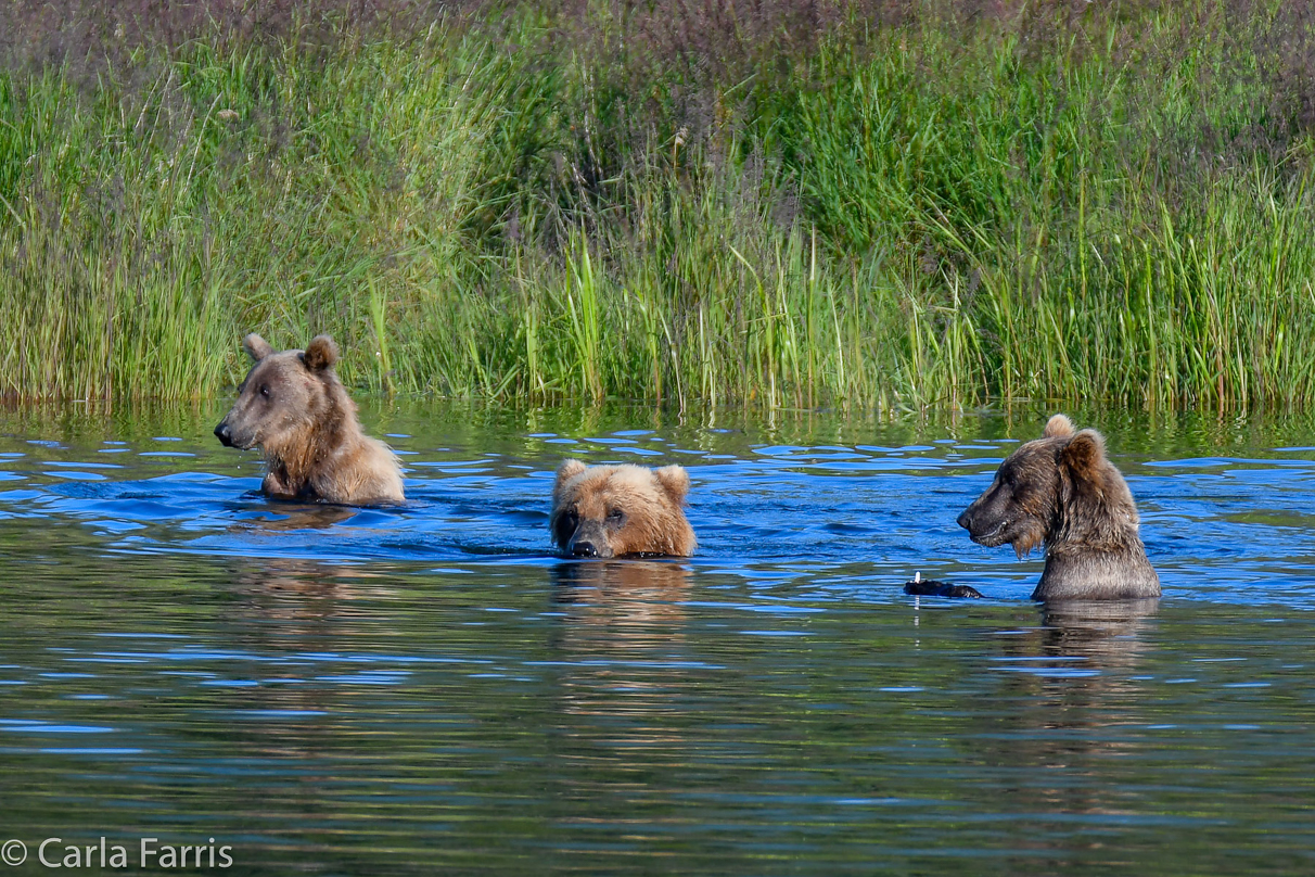 132 & Family (3-2.5 yr old cubs)