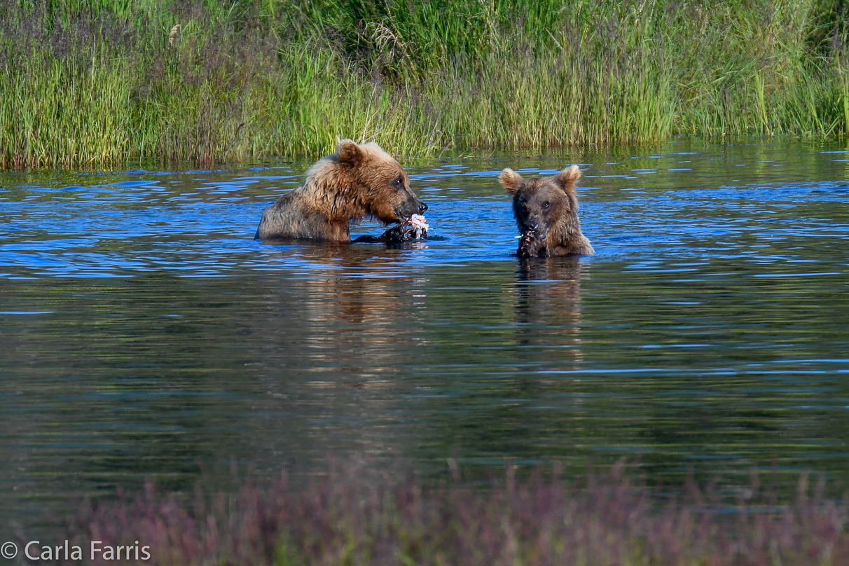 132 & Family (3-2.5 yr old cubs)