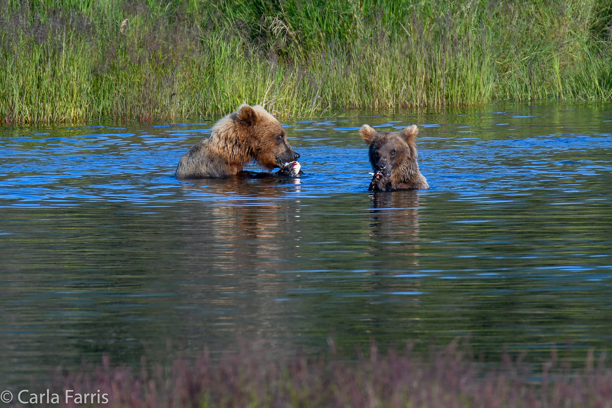 132 & Family (3-2.5 yr old cubs)