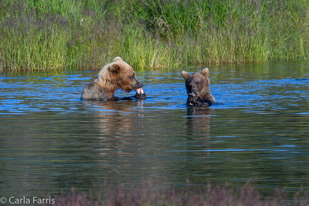 132 & Family (3-2.5 yr old cubs)