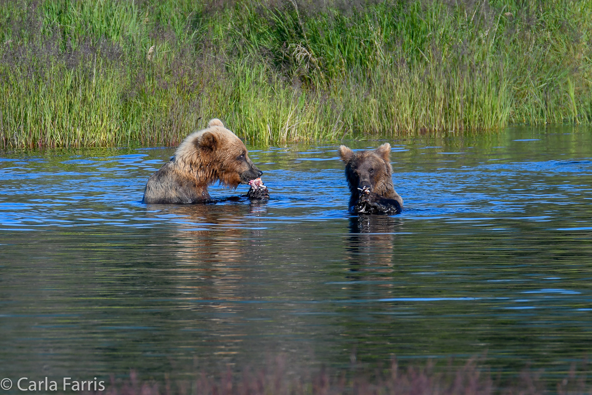 132 & Family (3-2.5 yr old cubs)