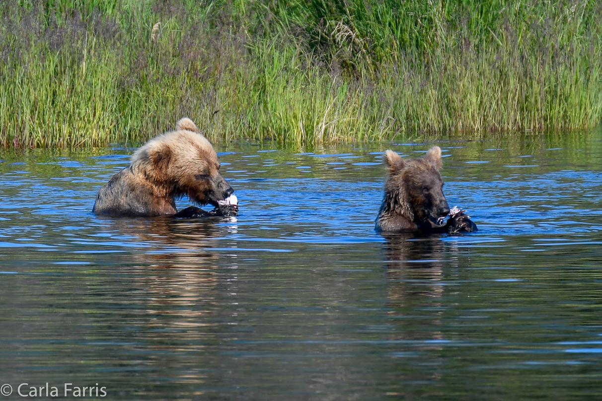 132 & Family (3-2.5 yr old cubs)