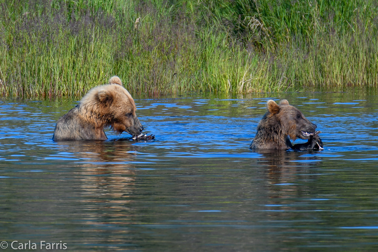 132 & Family (3-2.5 yr old cubs)