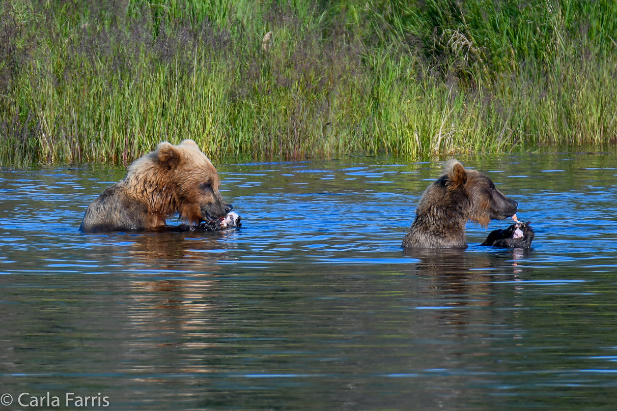 132 & Family (3-2.5 yr old cubs)