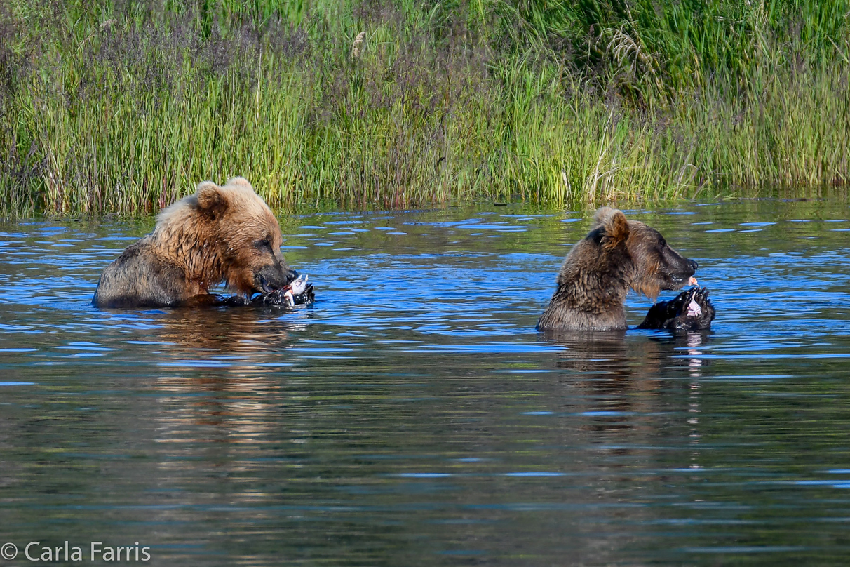 132 & Family (3-2.5 yr old cubs)