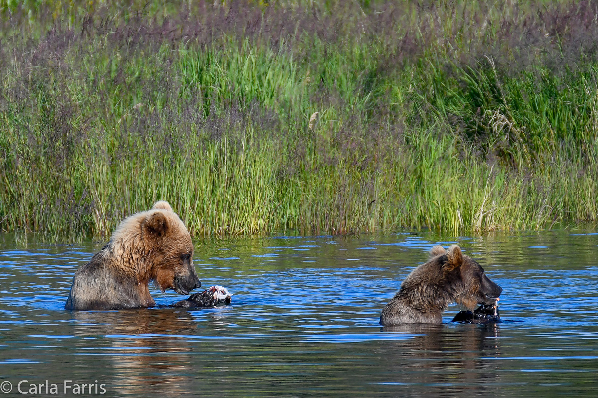 132 & Family (3-2.5 yr old cubs)